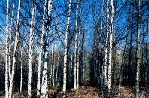 白樺[樹種]