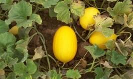 甘科狀元 甘科狀元