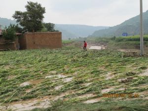 槐樹莊化石點 槐樹莊化石點
