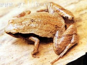 小弧斑姬蛙 小弧斑姬蛙