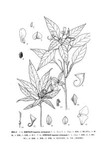 睫萼鳳仙花 睫萼鳳仙花