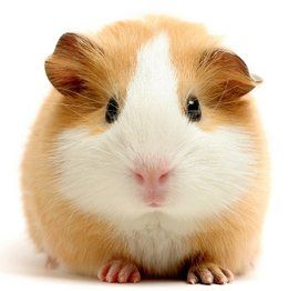Guinea pig Guinea pig
