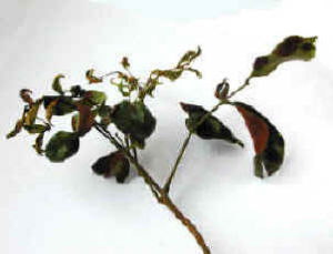 荔枝癭蟎為害狀