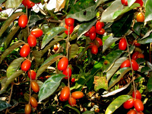 阿里胡頹子 阿里胡頹子