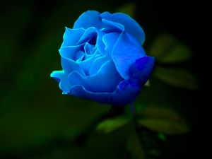 藍色玫瑰