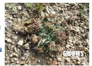 褐鱗飄拂草 褐鱗飄拂草