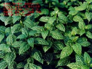 金脈連翹 金脈連翹