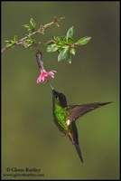 黃翅星額蜂鳥 黃翅星額蜂鳥