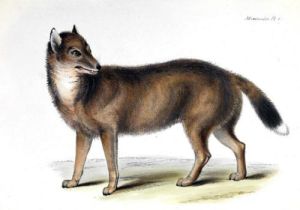 福克蘭群島野犬，又稱福克蘭狼，滅絕於1876年