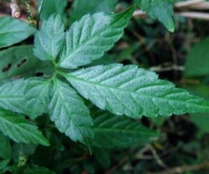 全緣五葉參（變種）