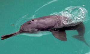 淡水豚自然保護區 淡水豚自然保護區