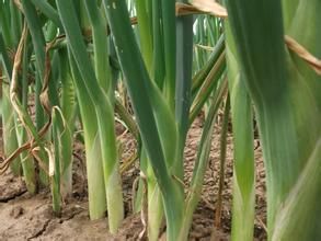 磐石大蔥 磐石大蔥