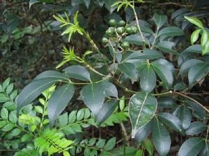 大果山香圓 大果山香圓