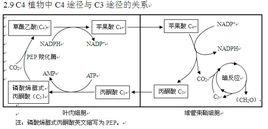 C4途徑