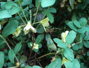 藍灰糙毛杜鵑 藍灰糙毛杜鵑