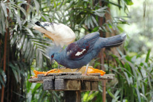 吉隆坡雀島公園 吉隆坡雀島公園