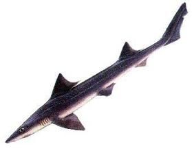 前鰭星鯊 前鰭星鯊