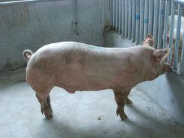 大約克夏豬 大約克夏豬