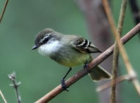 白喉姬霸鶲 白喉姬霸鶲
