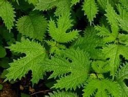 柔毛鑽地風 柔毛鑽地風