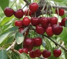 櫻桃溝景區[鄭州櫻桃溝景區]