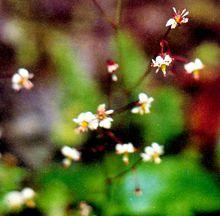 多葉虎耳草(圖1)