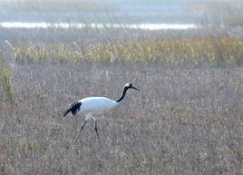 江蘇鹽城沿海灘涂濕地 江蘇鹽城沿海灘涂濕地