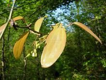 紅果菝葜 紅果菝葜