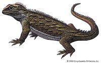 楔齒蜥的一種，Sphenodon punctatum