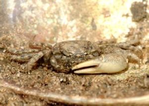 圓齒招潮蟹 圓齒招潮蟹