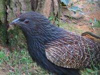 雉形鴉鵑 雉形鴉鵑