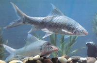 布氏野鯪 布氏野鯪