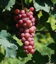 葡萄之鄉 葡萄之鄉