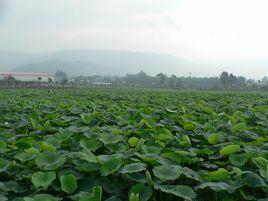 高梘鄉[四川省西昌市下轄鄉]