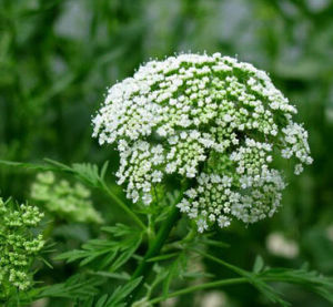 浙江蛇床 浙江蛇床