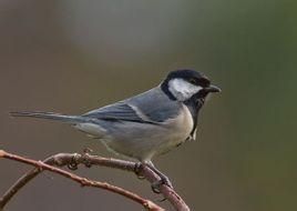 大山雀喜馬拉雅山亞種 大山雀喜馬拉雅山亞種