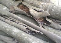 略陽杜仲 略陽杜仲