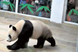 咚咚[濟南動物園大熊貓咚咚]