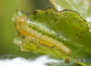 擬小黃卷蛾幼蟲圖