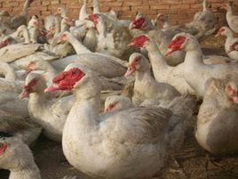 番鴨育雛 番鴨育雛