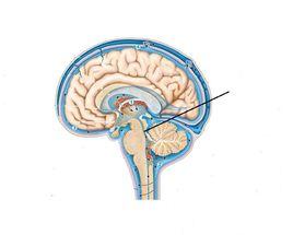 中腦水管 中腦水管