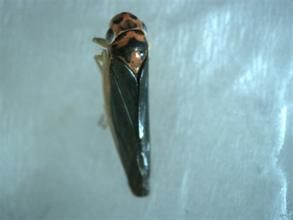 白邊大葉蟬 白邊大葉蟬