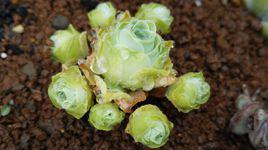 山地玫瑰[植物]