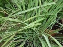 卡西香茅 卡西香茅