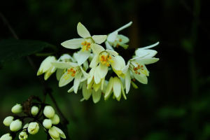 黃山溲疏 黃山溲疏