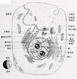 （圖）細胞結構圖