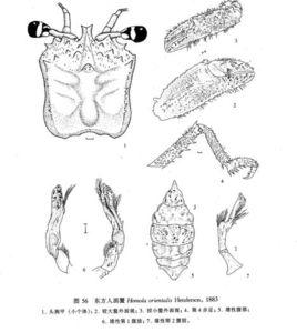 東方人面蟹 東方人面蟹