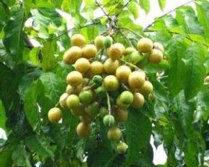 黃皮根[黃皮根]