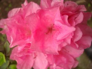 黃藥杜鵑 黃藥杜鵑