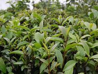 芒景崗自然村 芒景崗自然村